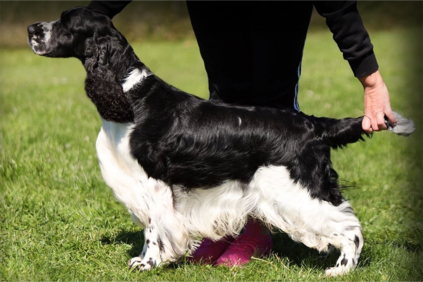 Näituseliini springerspanjel